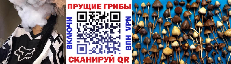 Купить закладки  Темрюк  Псилоцибиновые грибы мицелий 